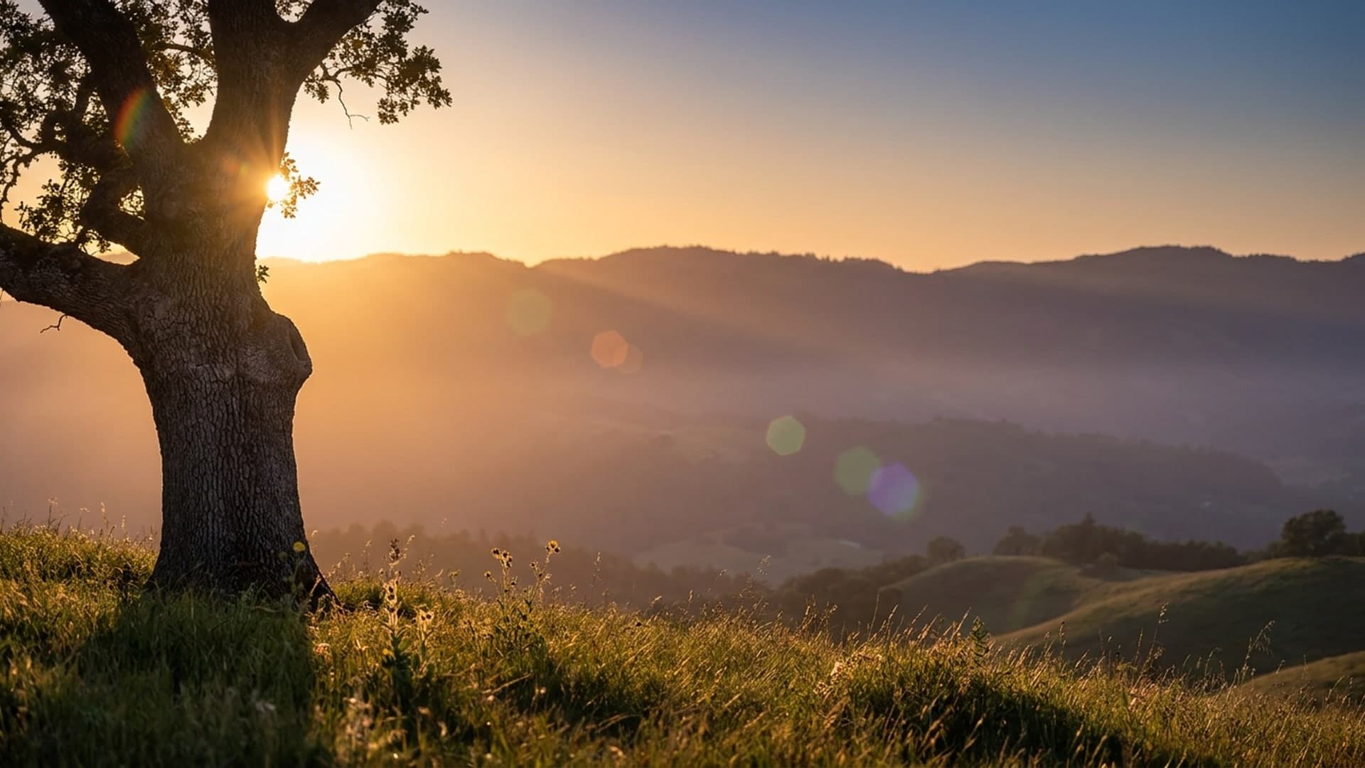 A low sun peeking past an oak tree on a hillside, with a soft haze and a line of small colored flare ghosts across the frame