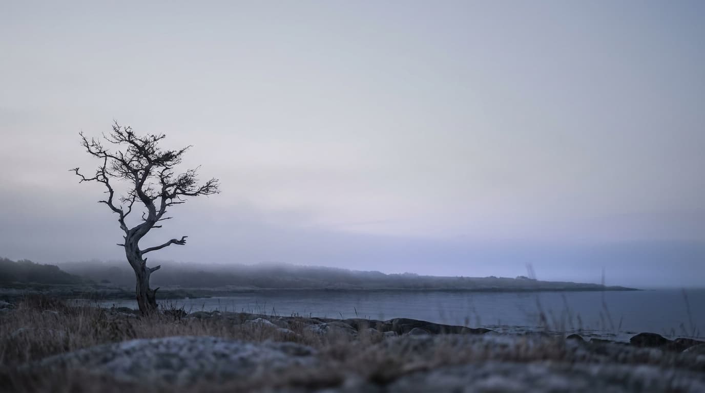 A landscape composed with a lone tree on a rule-of-thirds line