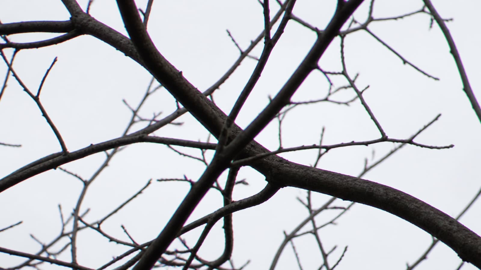 Dark tree branches against a bright sky with visible purple and green color fringes along the edges