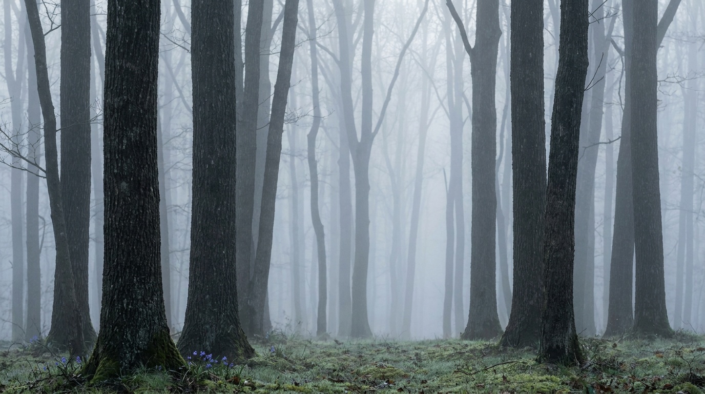 A pine forest at first light where receding ranks of trees fade from near-black silhouettes to the palest ghost-gray in the distance, the mist stacking the woods into clean tonal layers